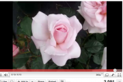 “Caring for Your Hybrid Tea Rose”