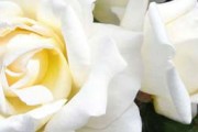 The Caroline Victoria Rose – A Rose for the Arts