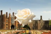 ‘The Rose’ – Video